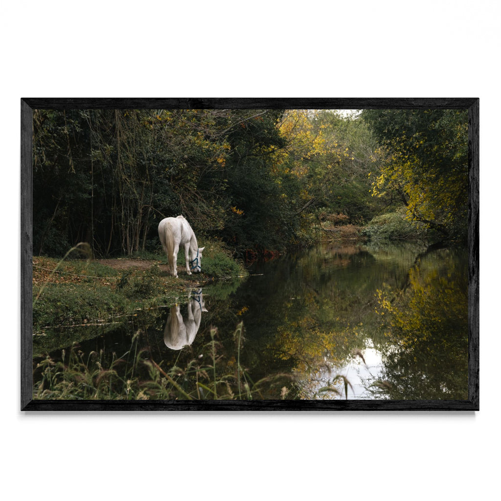 Caballo blanco reflejado - FotoH N