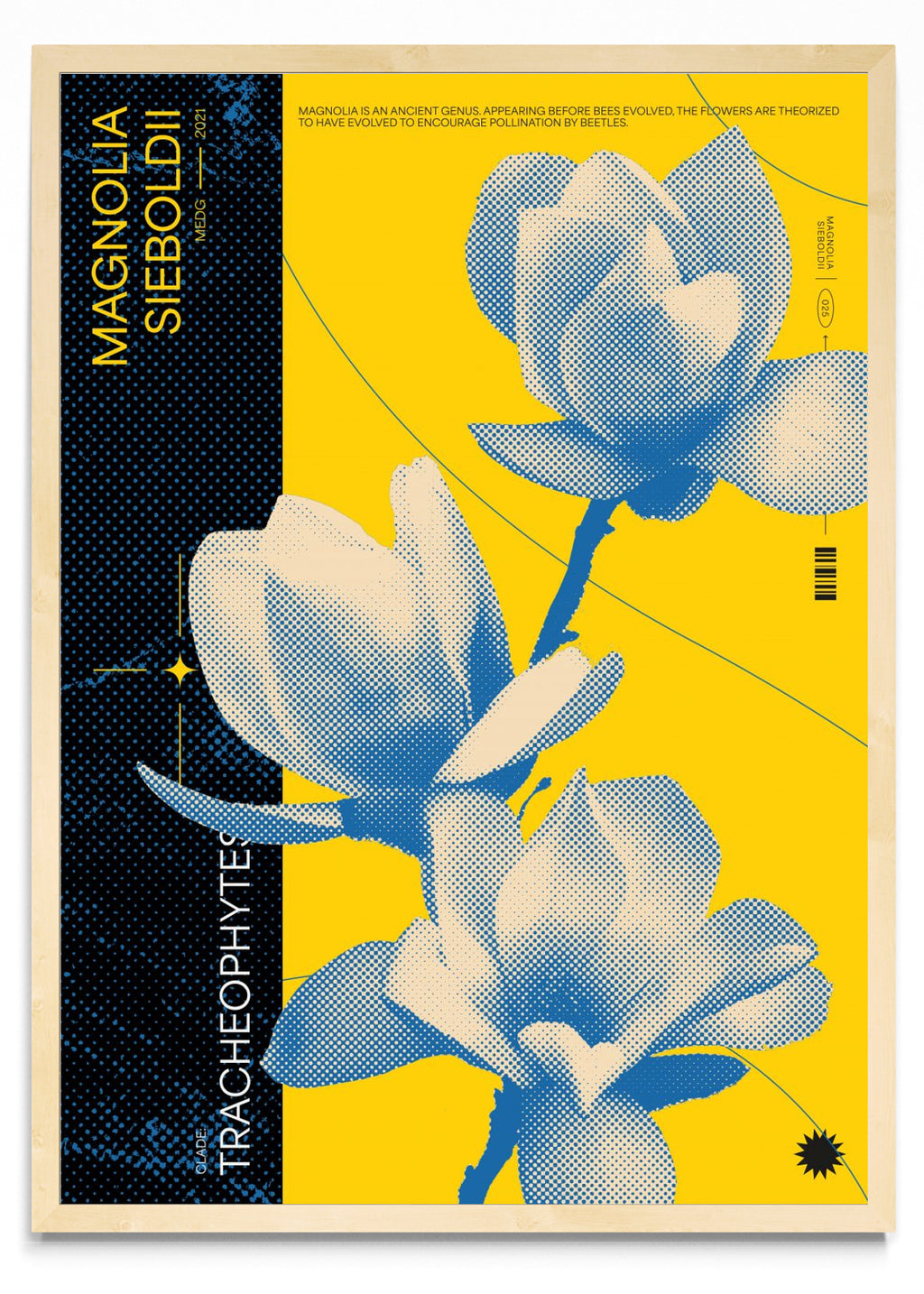 Magnolia - Retrato MC