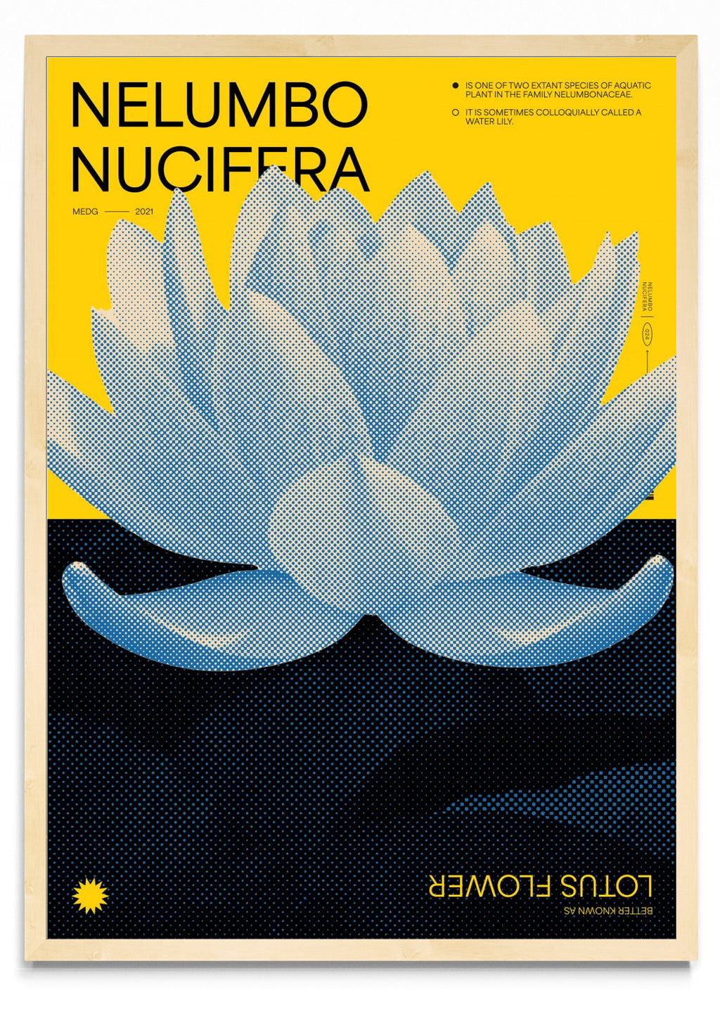 Lotus - Retrato MC
