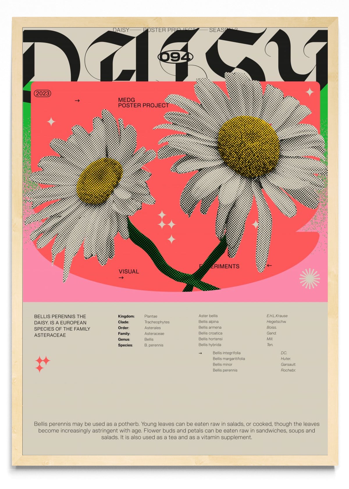 Daisy - Retrato MC