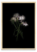 Rosas Rococó - Retrato MC