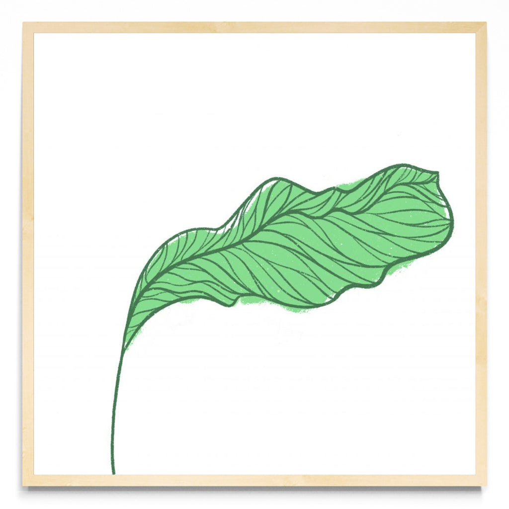 Botanic - Cuadrado MC