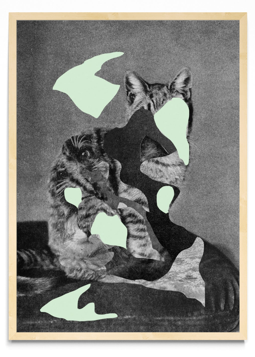 Gato - Retrato MC