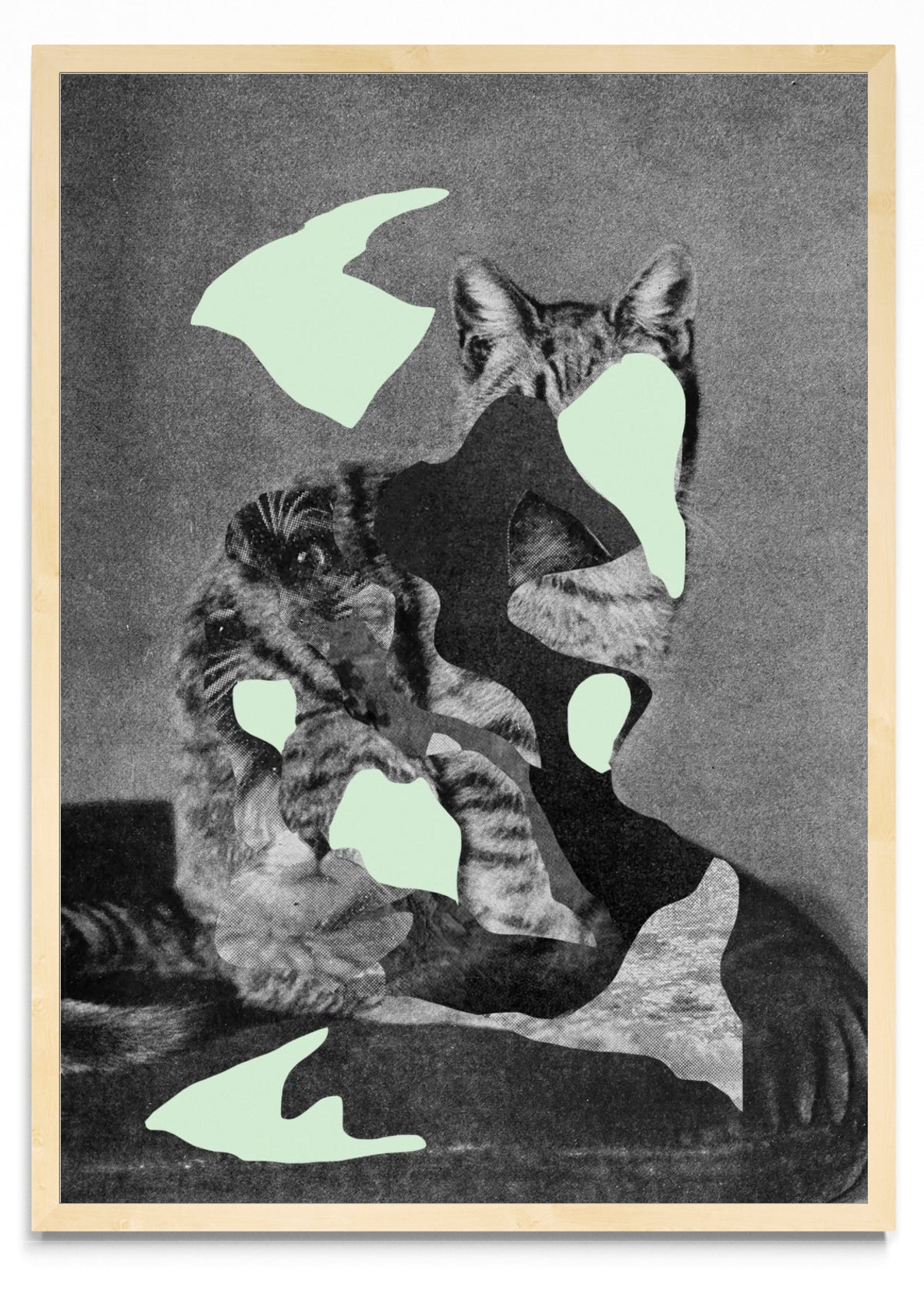 Gato - Retrato MC
