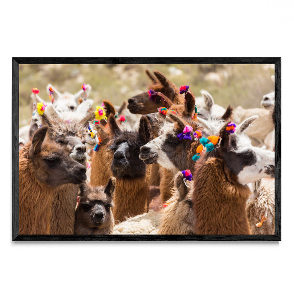 Llamas - FotoH N