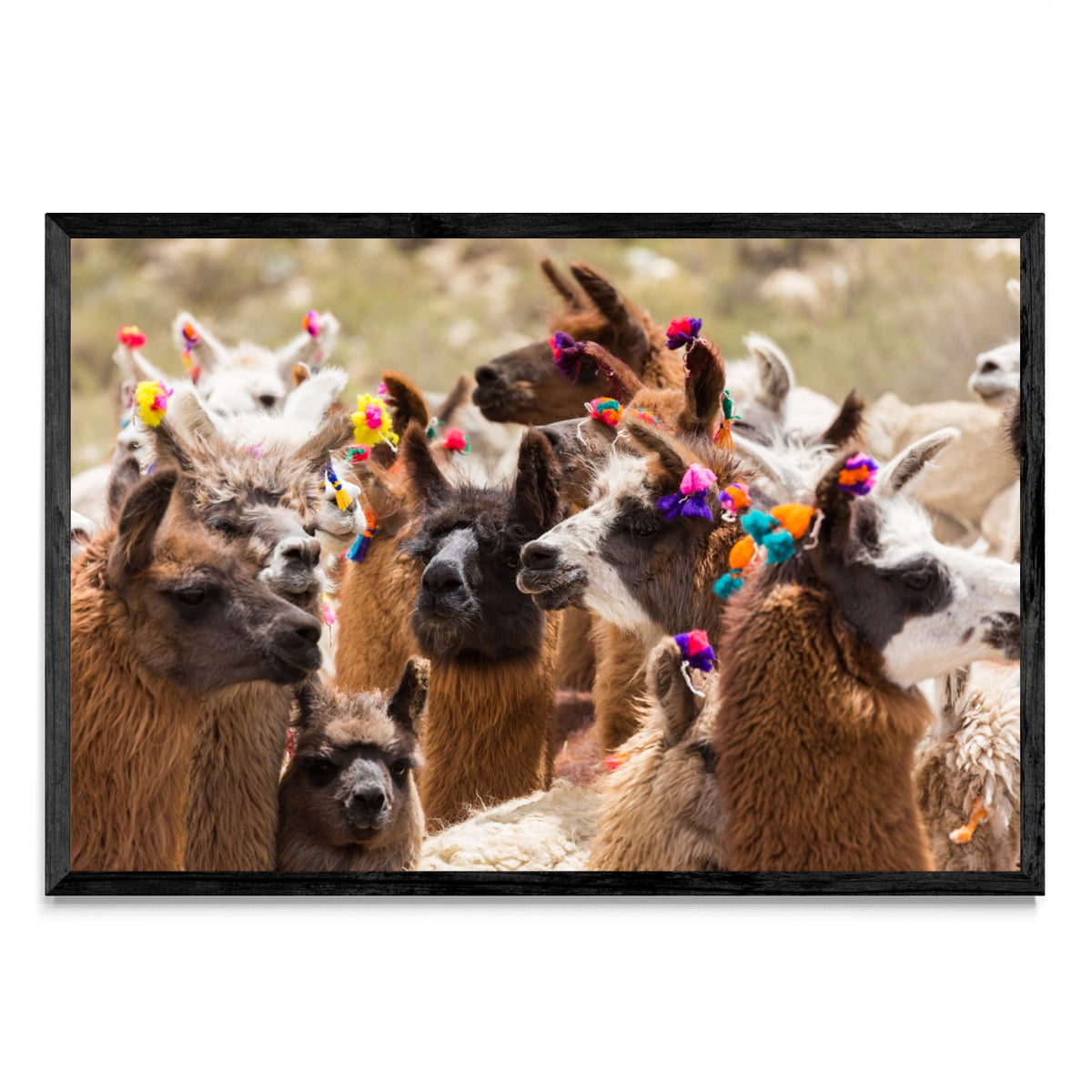 Llamas - FotoH N