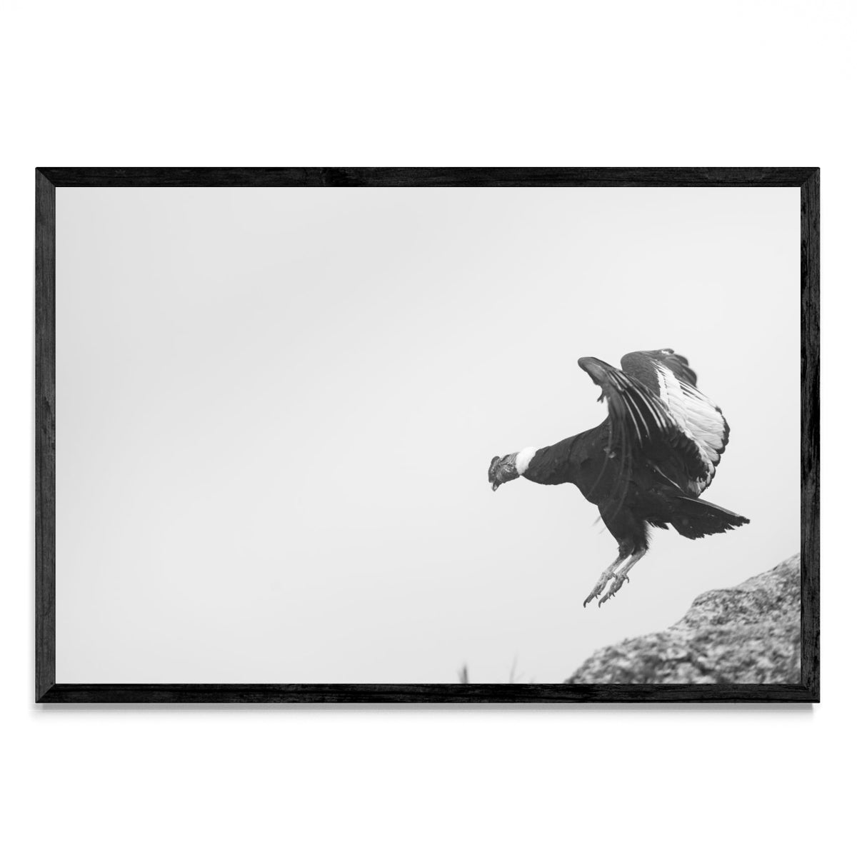 Condor Andino - FotoH N