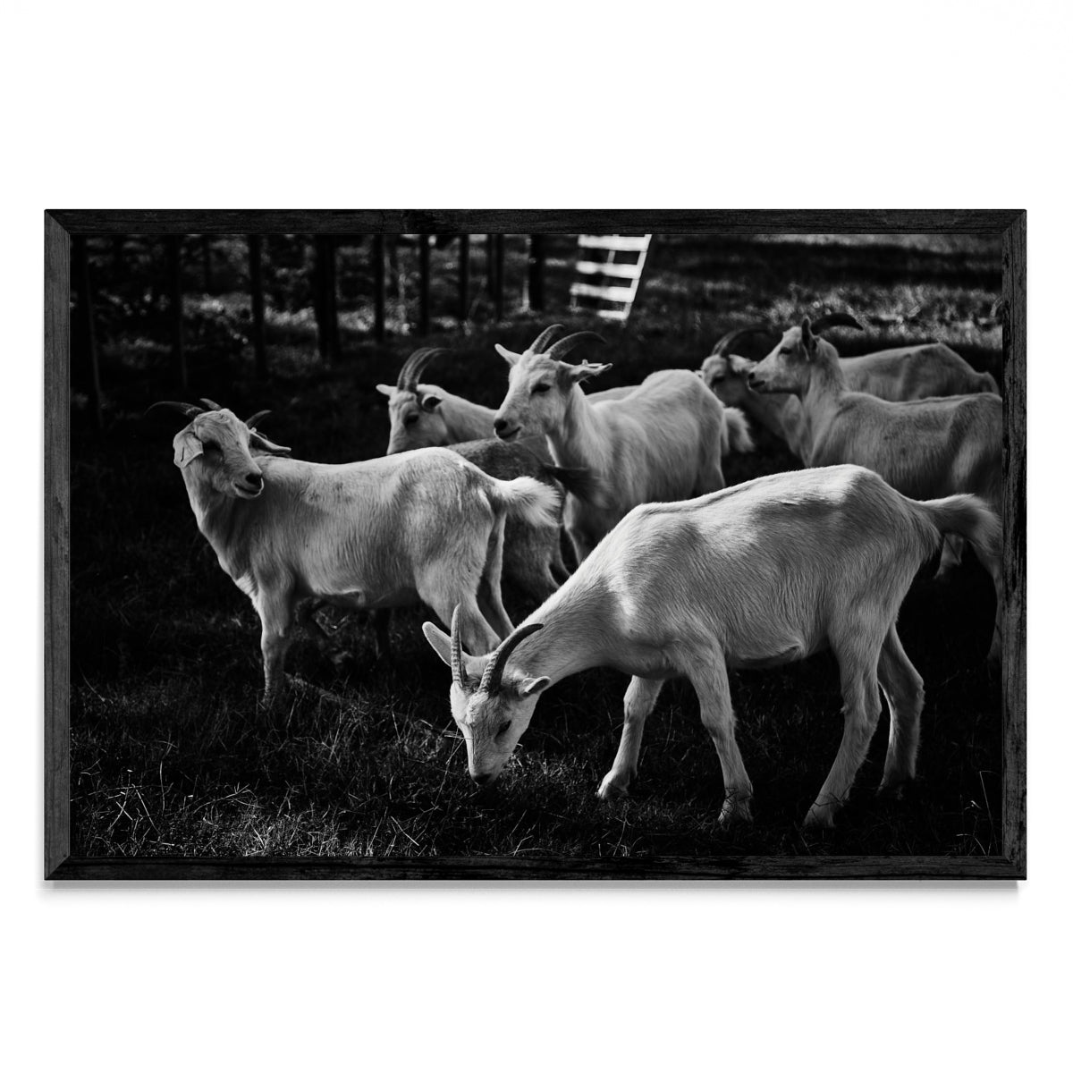 Cabras - FotoH N