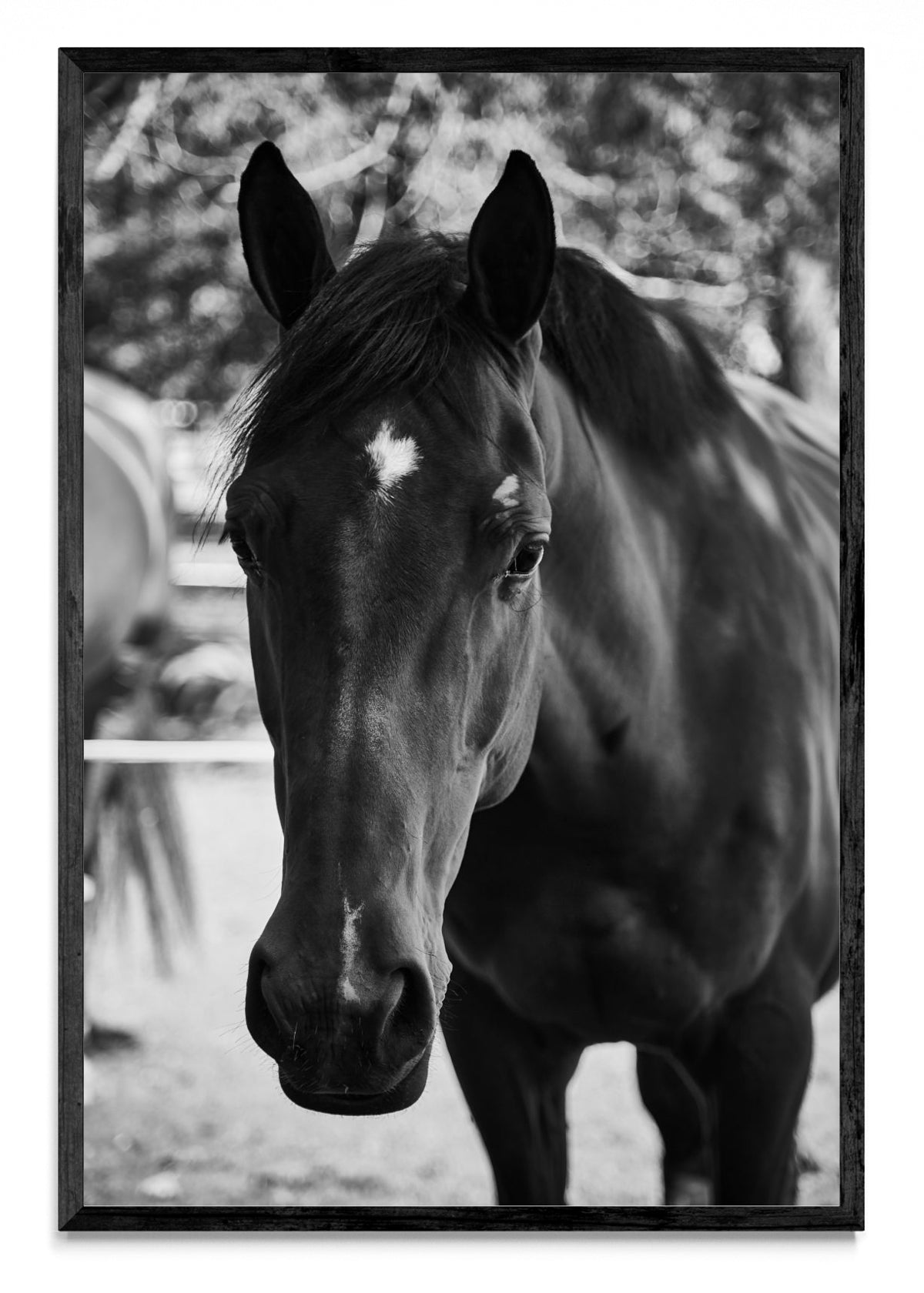 Caballo IIII - FotoV N
