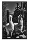 Llamas - FotoV N