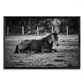 CABALLO II - FotoH N