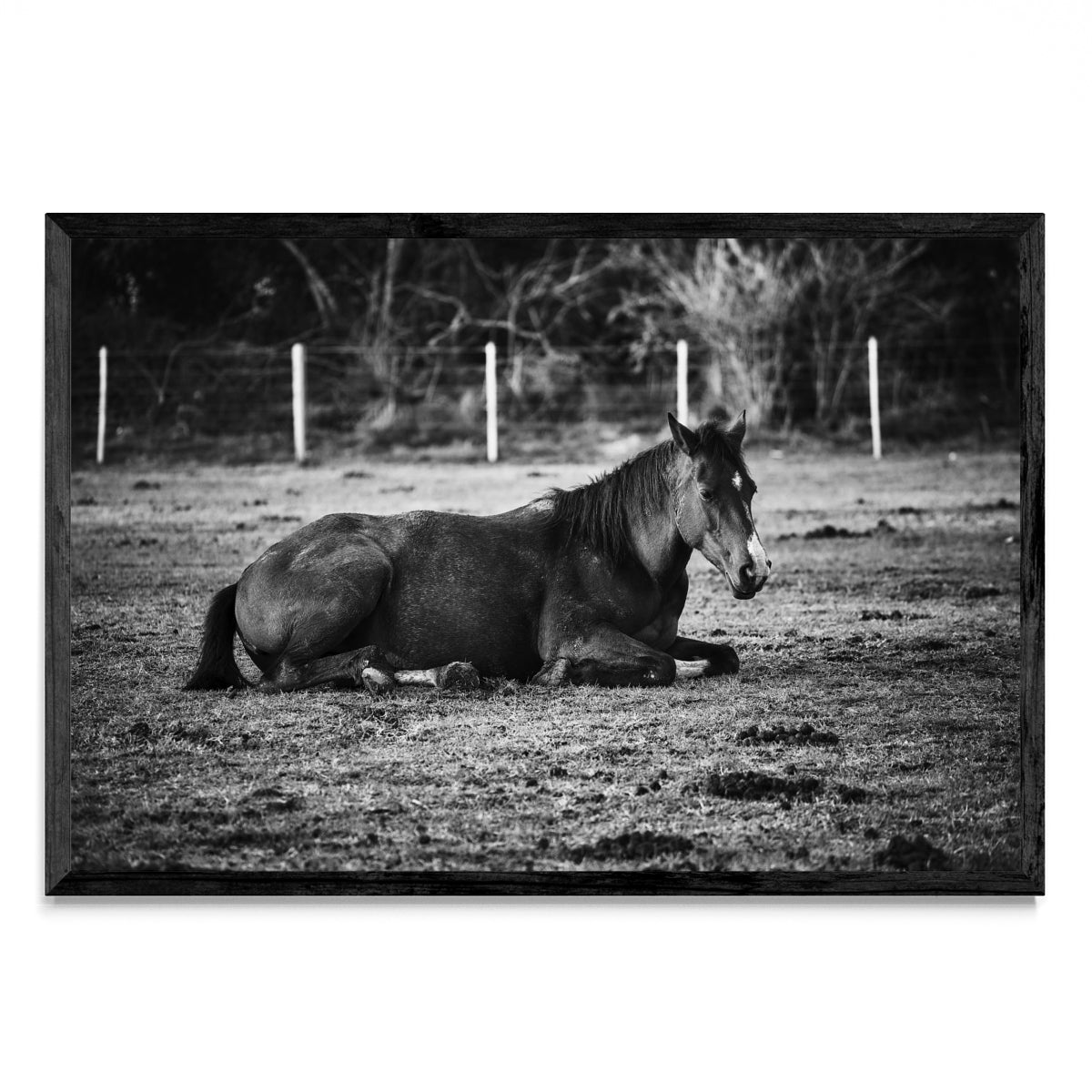 CABALLO II - FotoH N