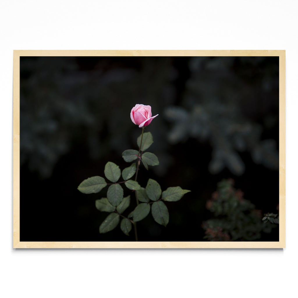 La Flor - Paisaje MC