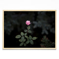 La Flor - Paisaje MC