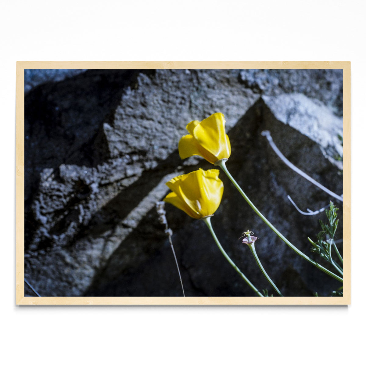 Flor amarilla - Paisaje MC