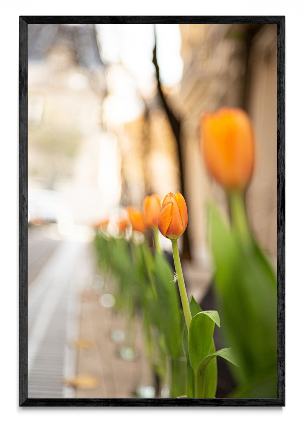 Calle Arroyo tulipanes - FotoV N
