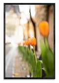 Calle Arroyo tulipanes - FotoV N