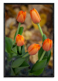 Tulipanes calle Arroyo - FotoV N