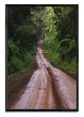 Ruta en la selva - FotoV N