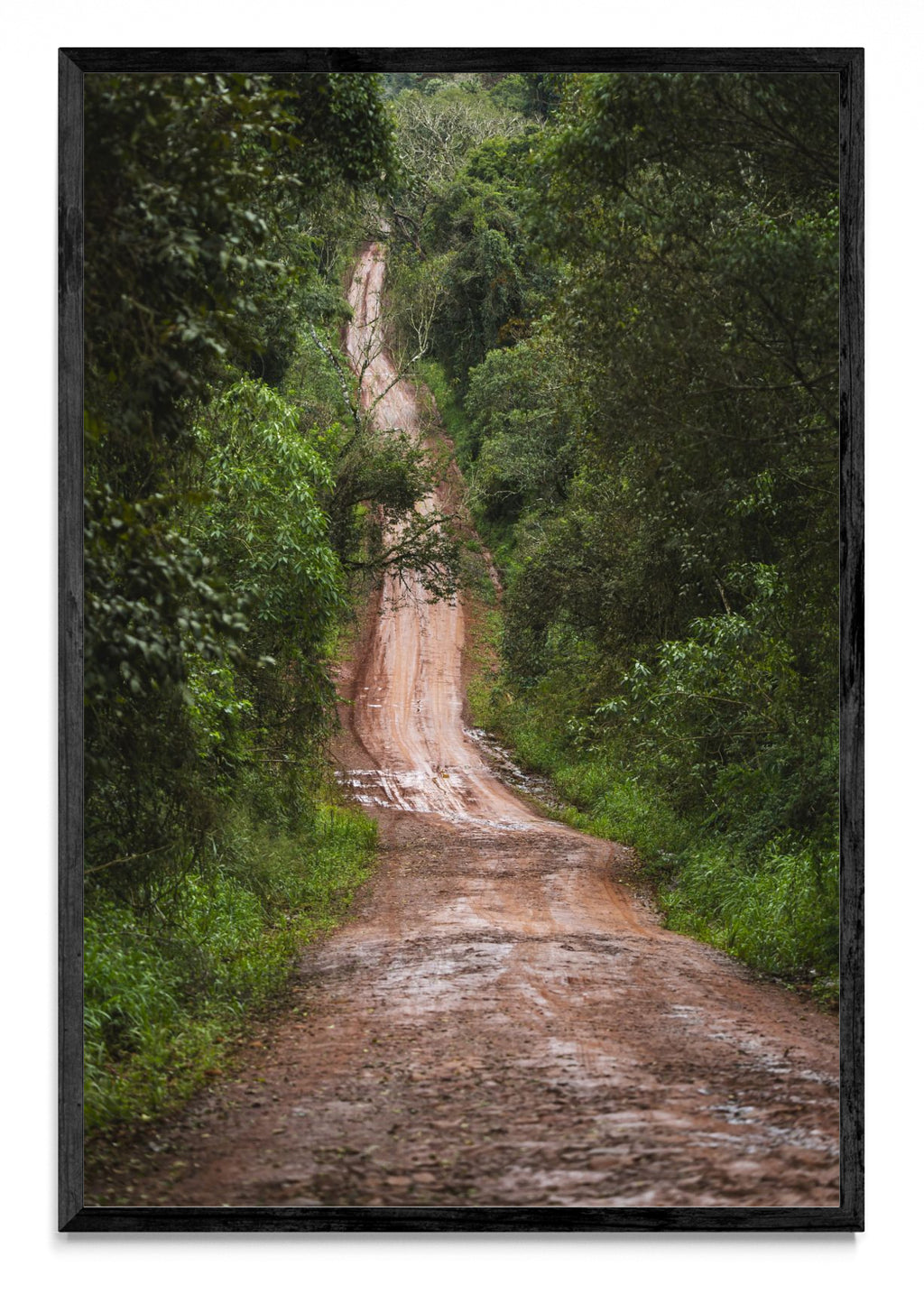 En la selva - FotoV N