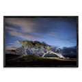 Arbol Bandera - Ushuaia - FotoH N