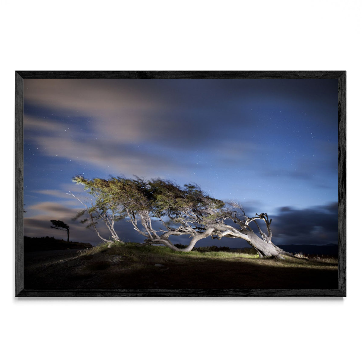 Arbol Bandera - Ushuaia - FotoH N
