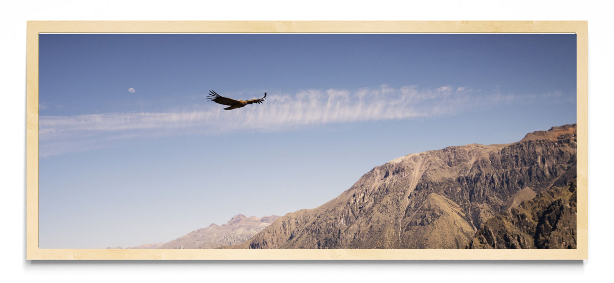 Condor - Pano H MC