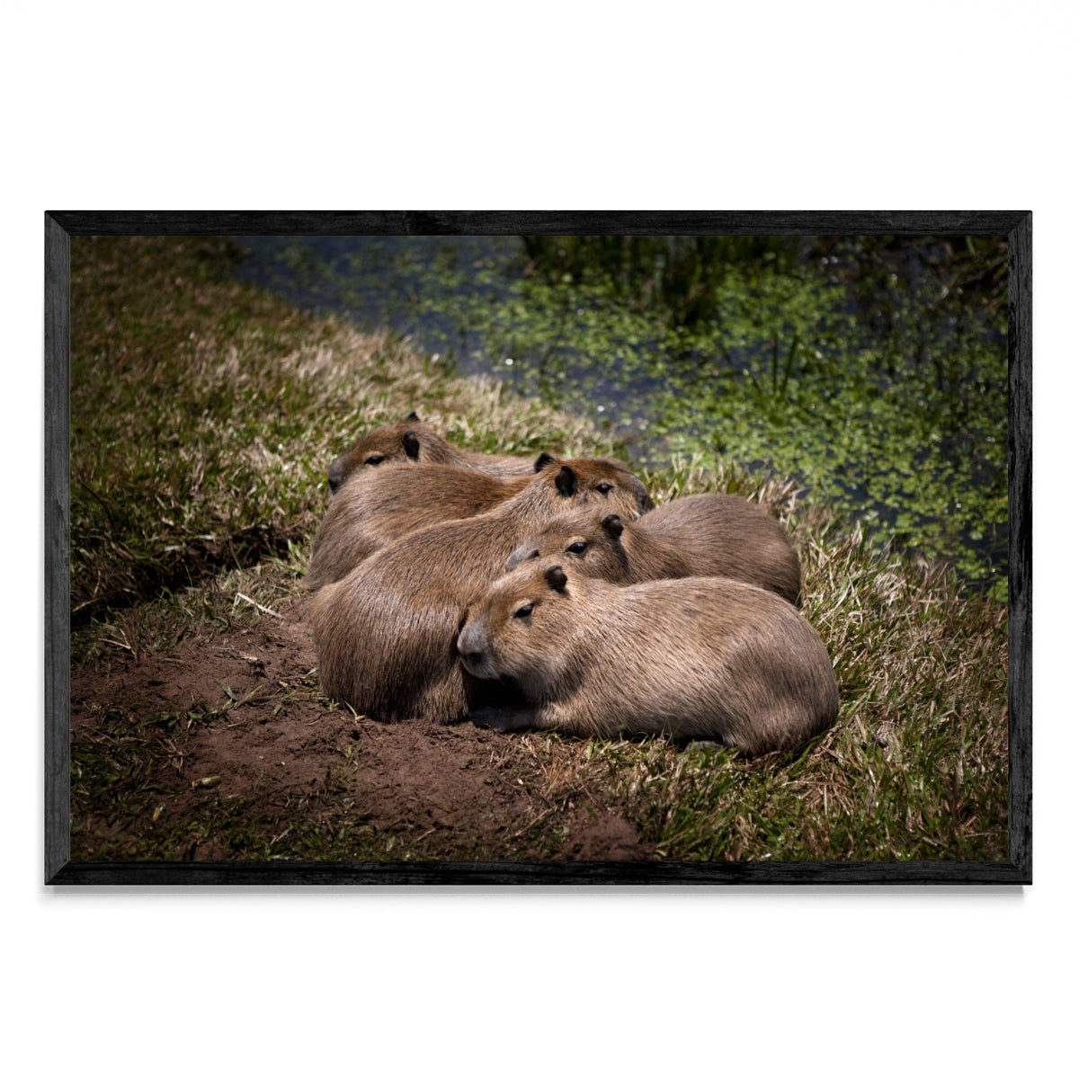 Bebes carpincho durmiendo a la luz de la luna - FotoH N