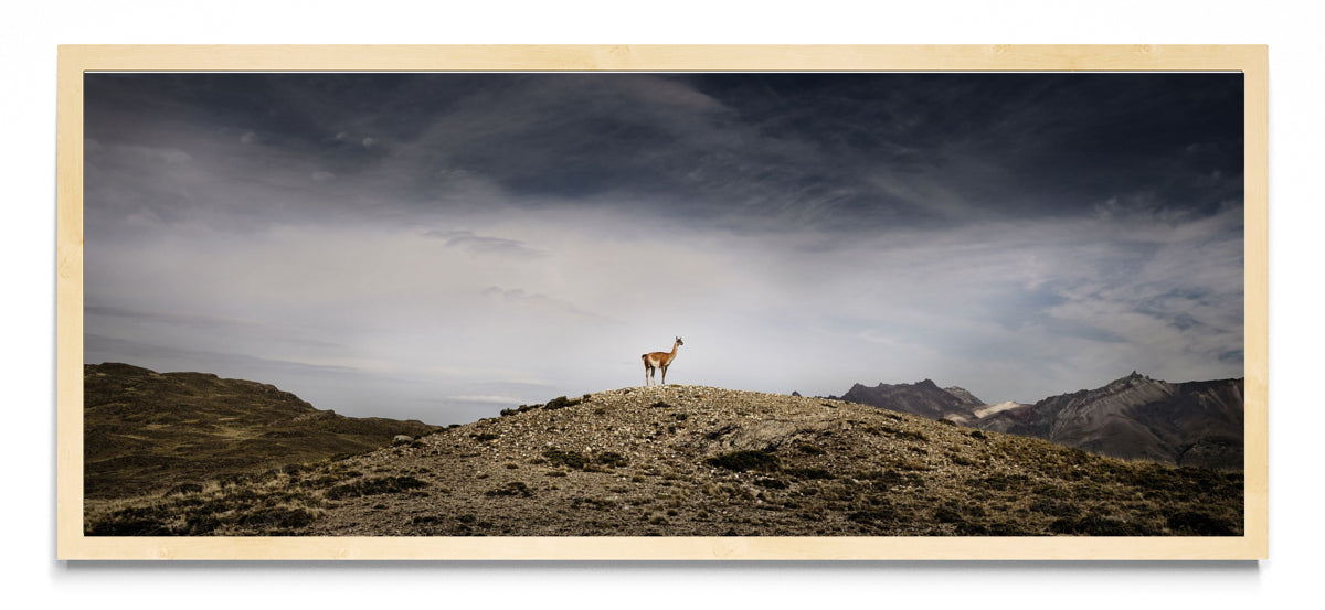 Guanaco - Pano H MC