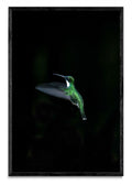 Colibri - FotoV N