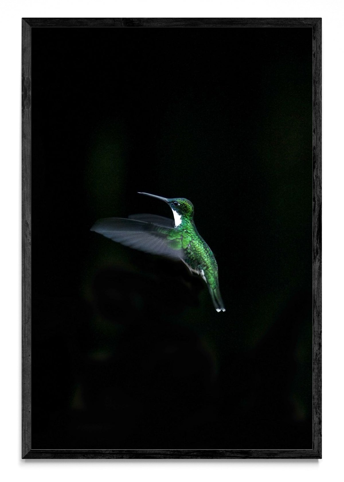 Colibri - FotoV N