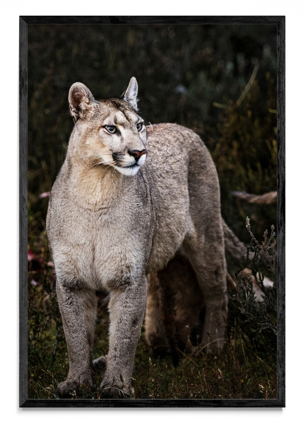 Puma - FotoV N
