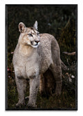 Puma - FotoV N