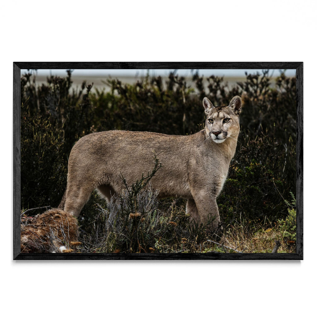 Puma - FotoH N