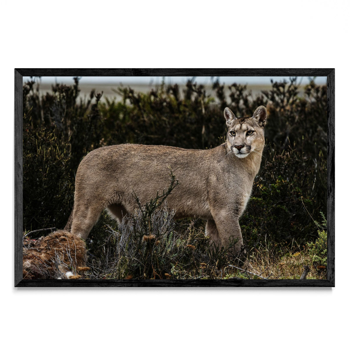 Puma - FotoH N
