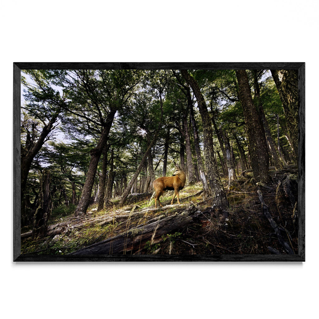 Huemul - Fantasma del Bosque - FotoH N