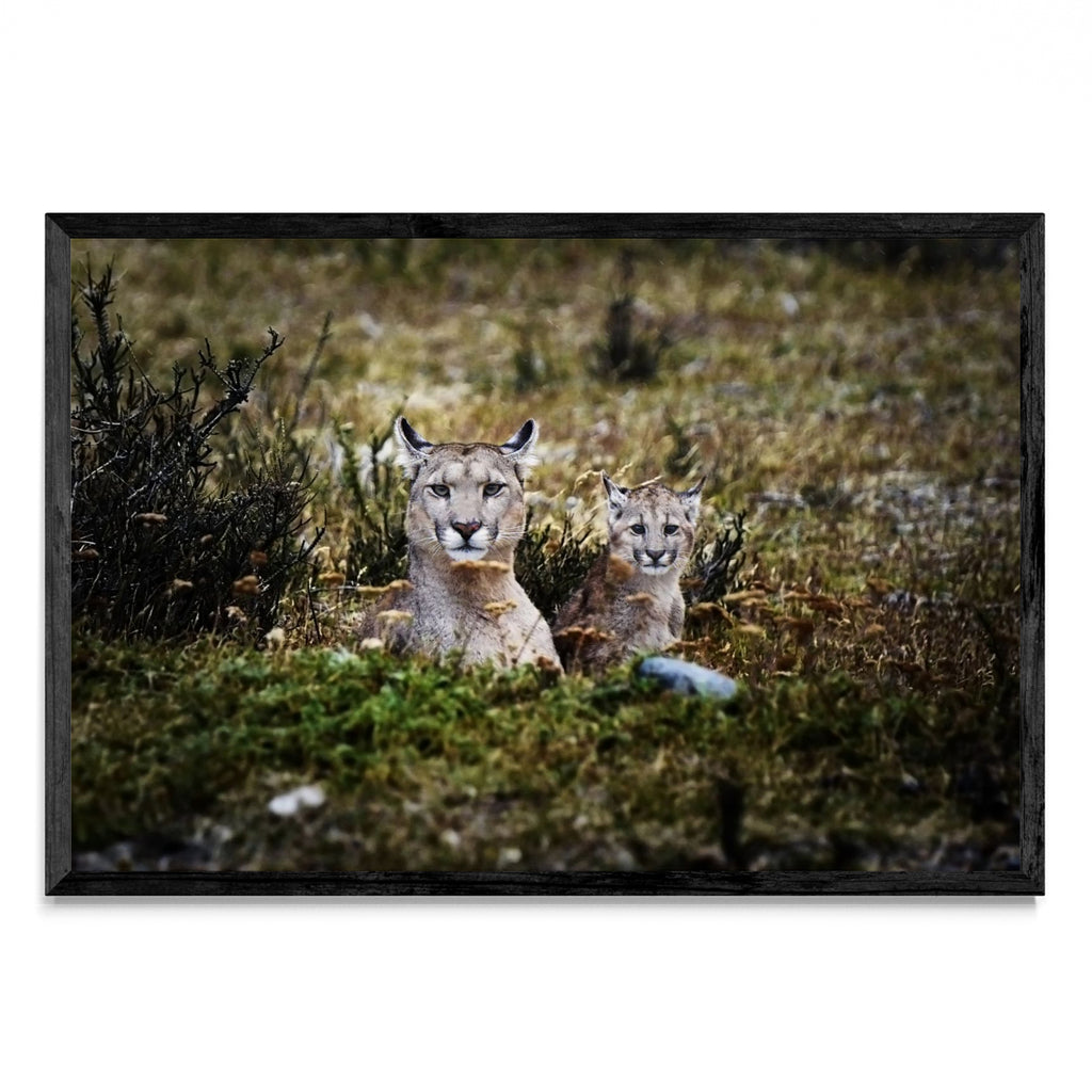 Pumas - FotoH N