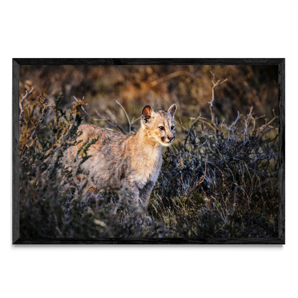 Cria de Puma - FotoH N