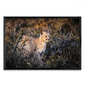 Cria de Puma - FotoH N