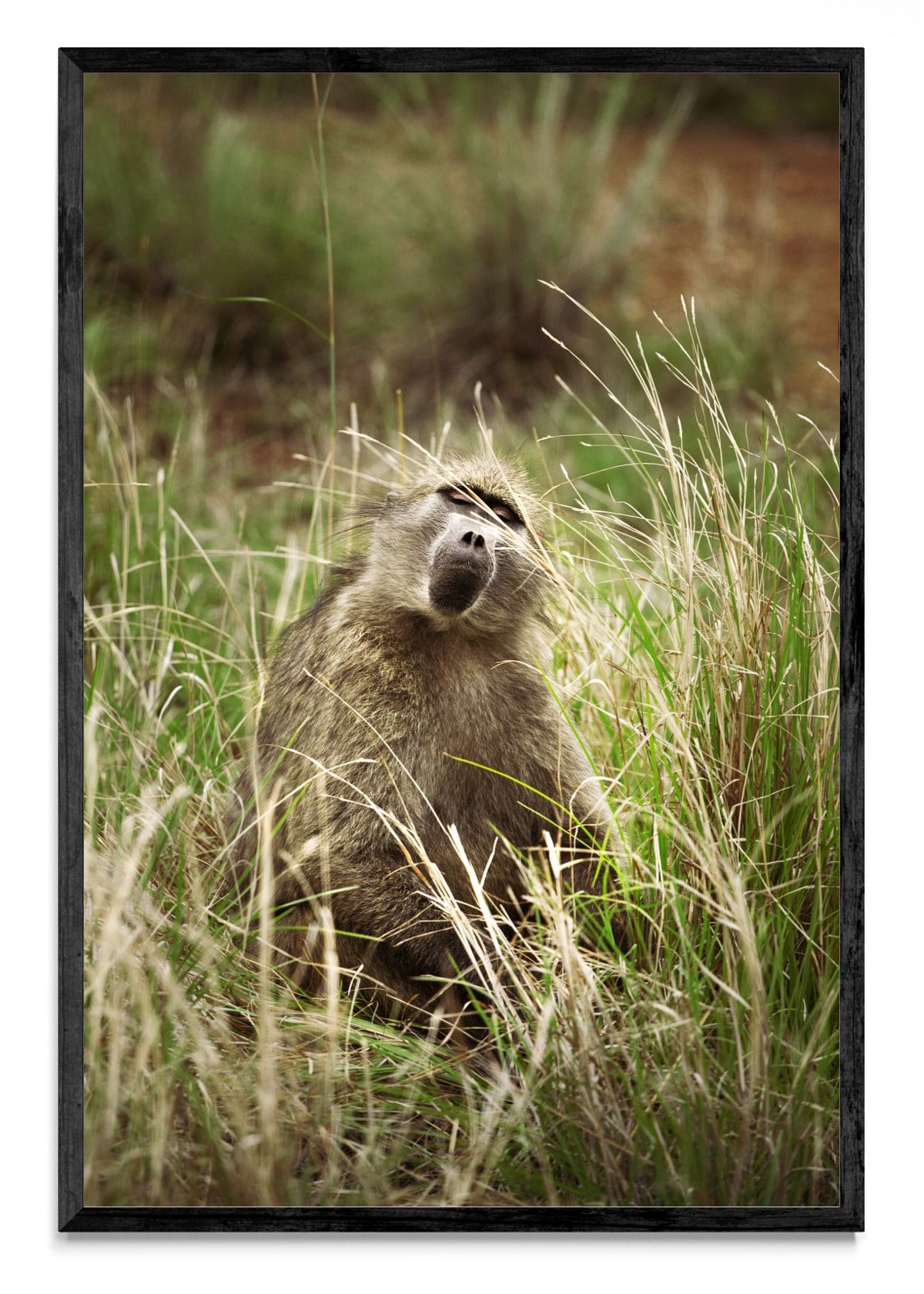 La caricia del viento - FotoV N