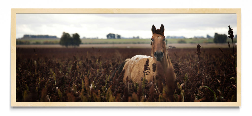 Caballo - Pano H MC