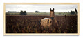Caballo - Pano H MC