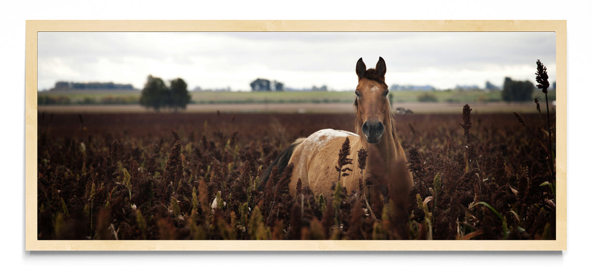 Caballo - Pano H MC