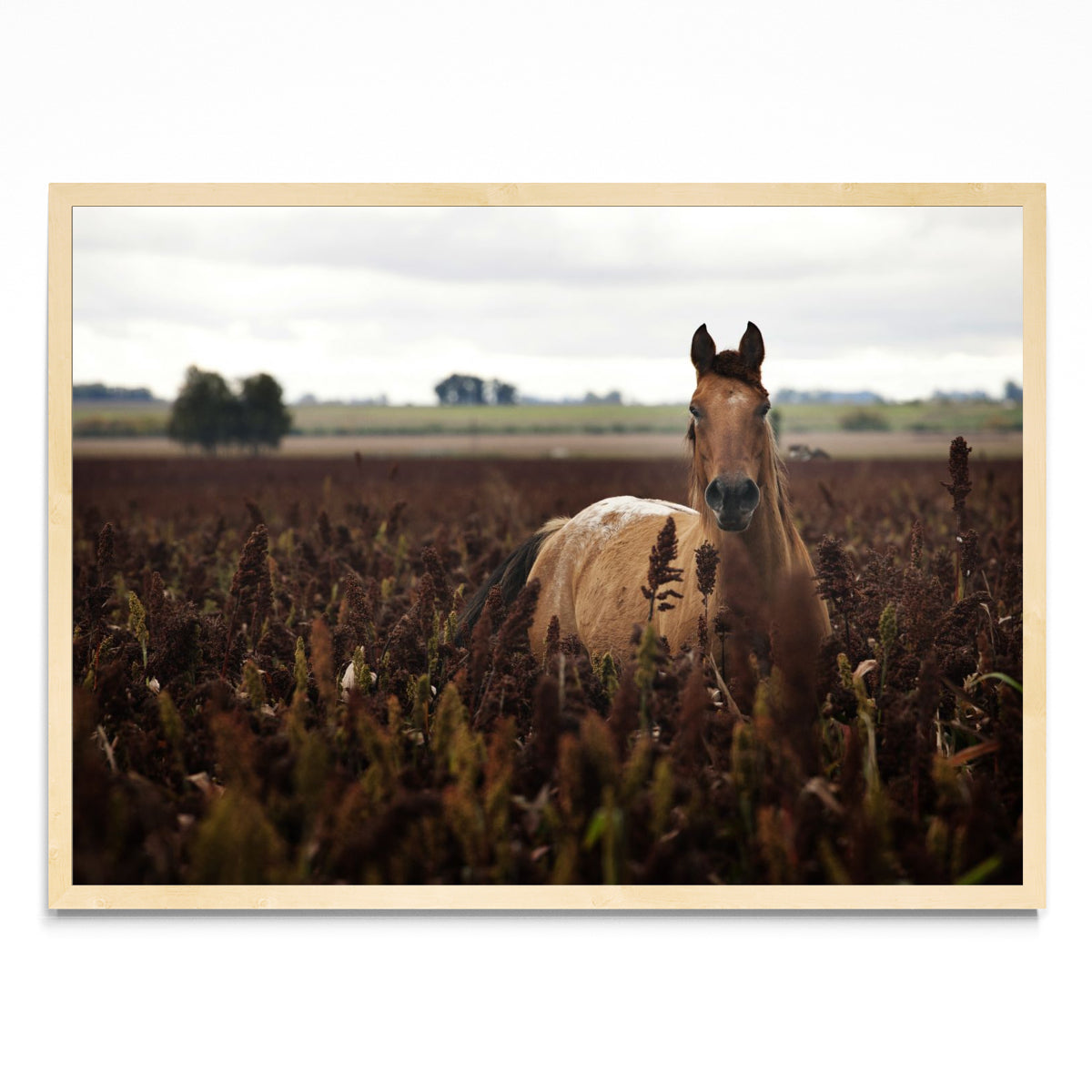 Caballo - Paisaje MC