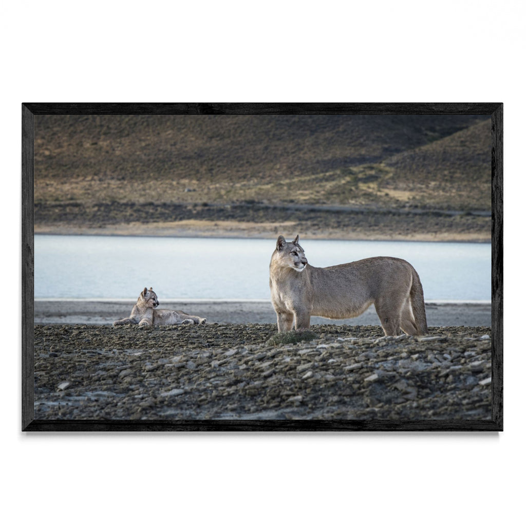 Pumas - FotoH N