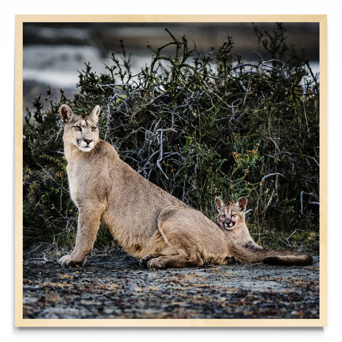 Puma - Cuadrado MC