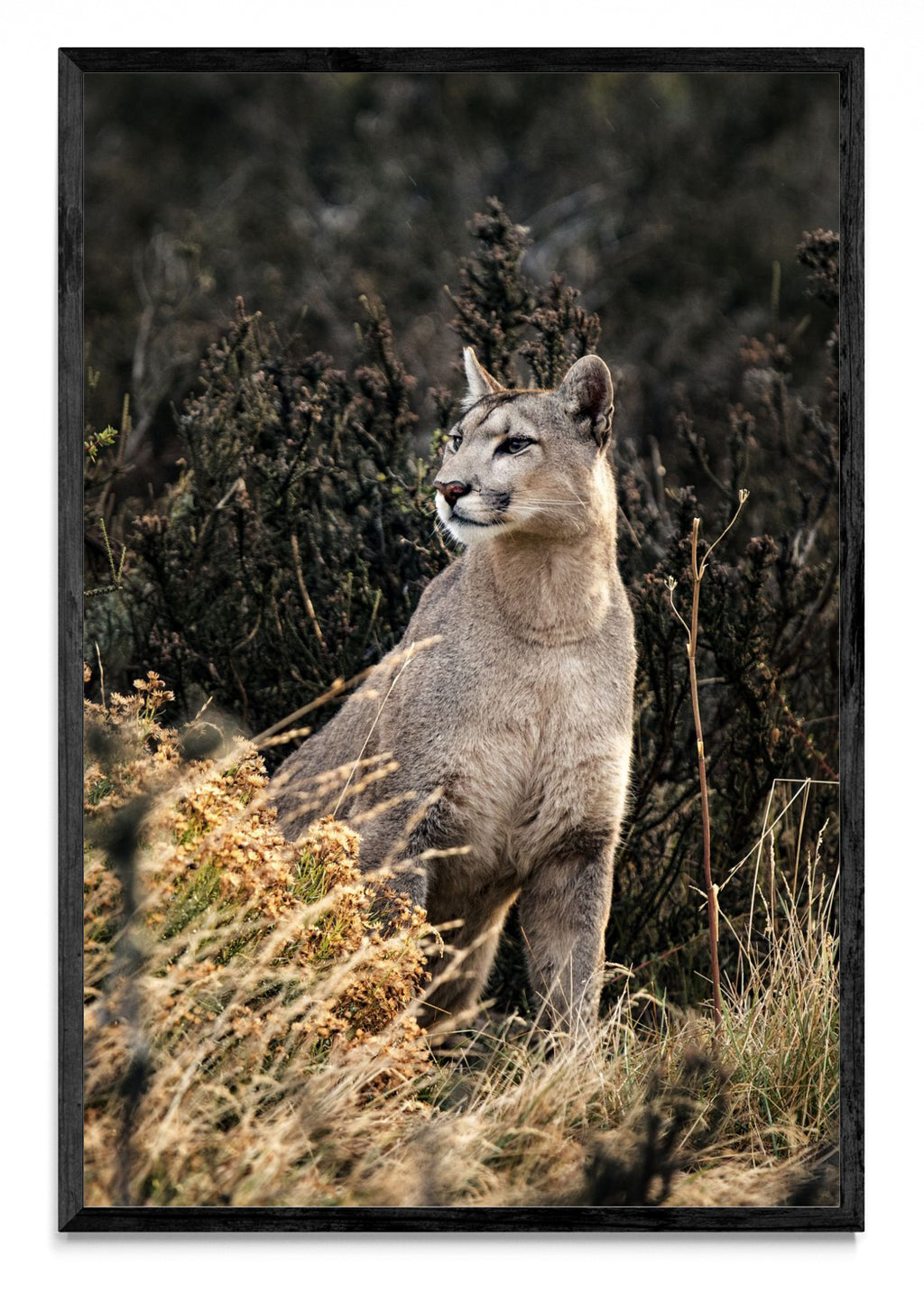 Puma - FotoV N