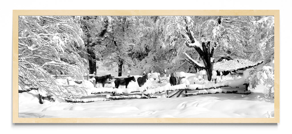 Nobleza en invierno. - Pano H MC