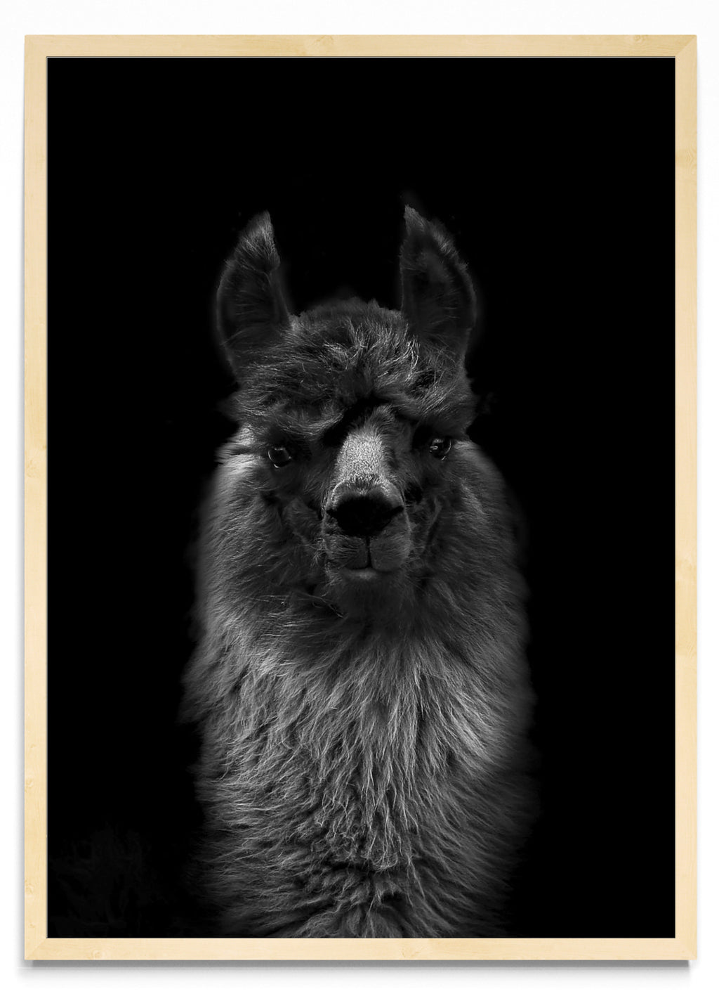Mirada de una llama. - Retrato MC
