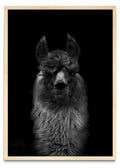 Mirada de una llama. - Retrato MC